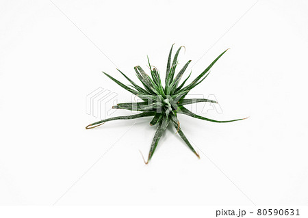 エアープランツ_イオナンタ エアープランツ_イオナンタ 80590631