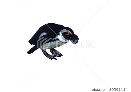 ペンギン フンボルトペンギン 白バック ペンギン フンボルトペンギン 白バック 80591114