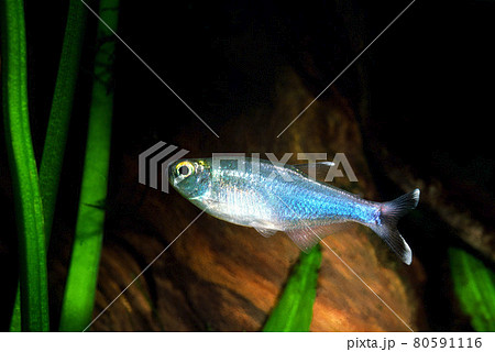ブルーテトラ アクアリウムの写真素材