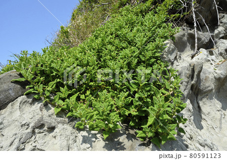 ツルナ　海浜植物 80591123