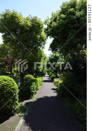 遊歩道 馬堀海岸団地 横須賀風物百選 遊歩道 馬堀海岸団地 横須賀風物百選 80591127