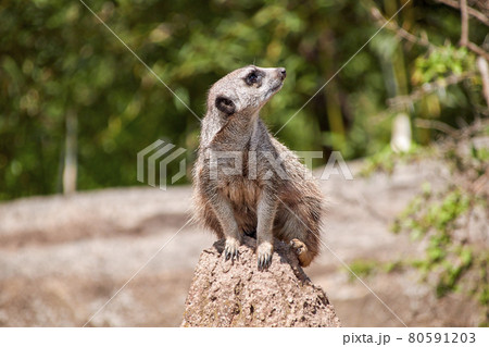 Meerkat guard looks towards the sky Meerkat guard looks towards the sky 80591203