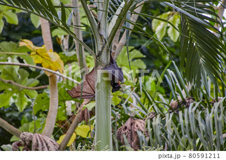 Flying fox called Megabat, in Latin Pteropodidae, on a palm trunk 80591211