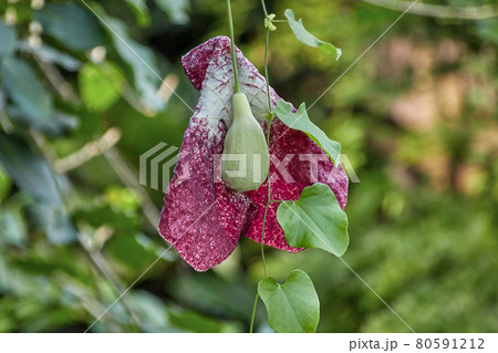giant dutchmans pipe, lat aristolochia gigantea 80591212
