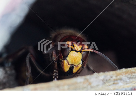 Close up of a giant great hornet 80591213