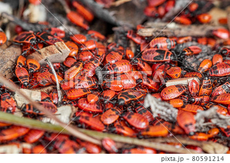 lots of fire beetles lots of fire beetles 80591214