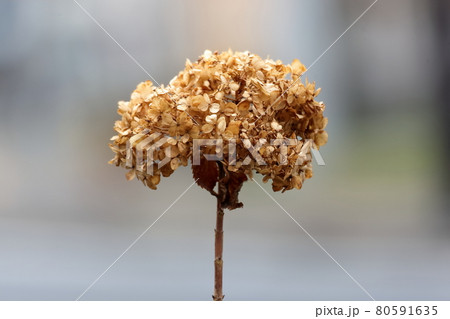 枯れ紫陽花 80591635