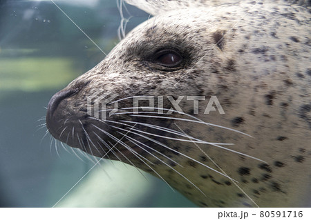水族館の風景　アップのゴマフアザラシ 　山形県鶴岡市 80591716