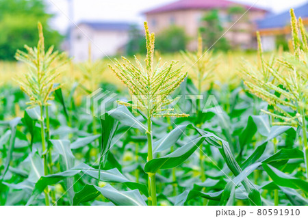 夏のトウモロコシの雄花 長野県 の写真素材