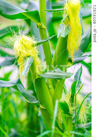 夏のトウモロコシの雌花 【長野県】 夏のトウモロコシの雌花 【長野県】 80591921