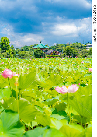 東京の夏 梅雨明け初日 上野恩賜公園 不忍池の蓮 80592435