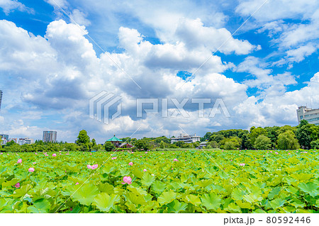 東京の夏 梅雨明け初日 上野恩賜公園 不忍池の蓮 80592446