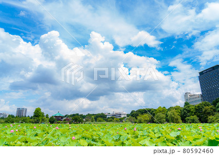 東京の夏 梅雨明け初日 上野恩賜公園 不忍池の蓮 東京の夏 梅雨明け初日 上野恩賜公園 不忍池の蓮 80592460
