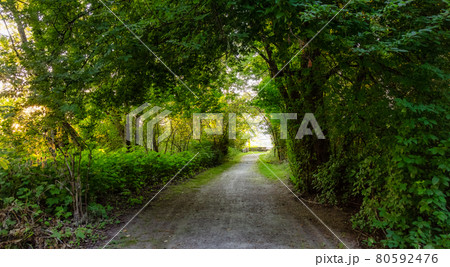 Pathway in the Rainforest at Robert Point. Pathway in the Rainforest at Robert Point. 80592476