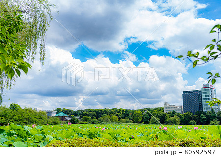 東京の夏 梅雨明け初日 上野恩賜公園 不忍池の蓮 80592597