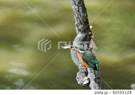 食事中のカワセミ 80593128
