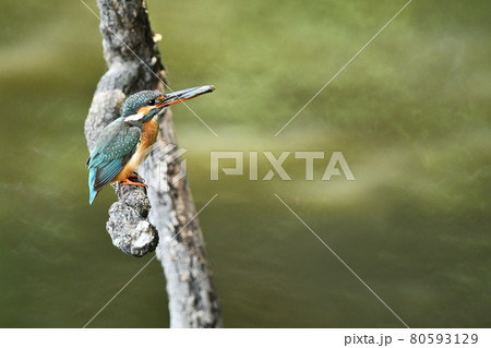食事中のカワセミ 80593129