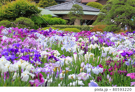 堀切菖蒲園 色とりどりの花菖蒲 堀切菖蒲園 色とりどりの花菖蒲 80593220