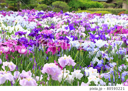 堀切菖蒲園 色とりどりの花菖蒲 堀切菖蒲園 色とりどりの花菖蒲 80593221