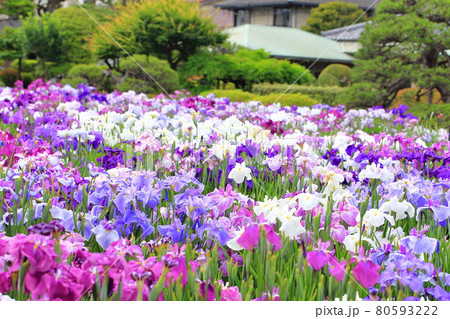 堀切菖蒲園 色とりどりの花菖蒲 堀切菖蒲園 色とりどりの花菖蒲 80593222