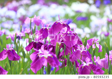 堀切菖蒲園　色とりどりの花菖蒲　　　　 80593235