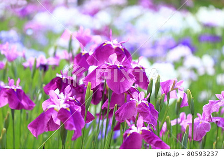 堀切菖蒲園　色とりどりの花菖蒲　　　　 80593237