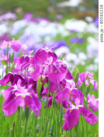 堀切菖蒲園　色とりどりの花菖蒲　　　　 80593238