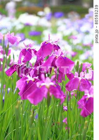 堀切菖蒲園　色とりどりの花菖蒲　　　　 80593239