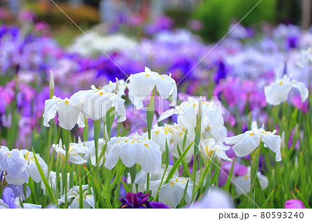 堀切菖蒲園　色とりどりの花菖蒲　　　　 80593240