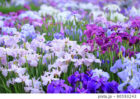 堀切菖蒲園　色とりどりの花菖蒲　　　　 80593243