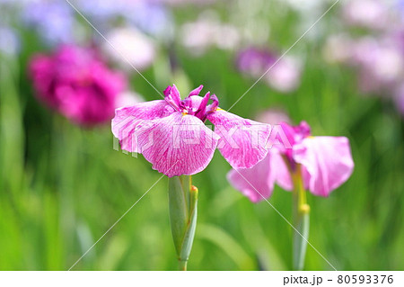 堀切菖蒲園 満開の花菖蒲 堀切菖蒲園 満開の花菖蒲 80593376