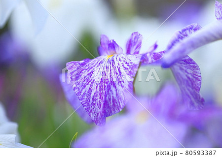 堀切菖蒲園 満開の花菖蒲 堀切菖蒲園 満開の花菖蒲 80593387