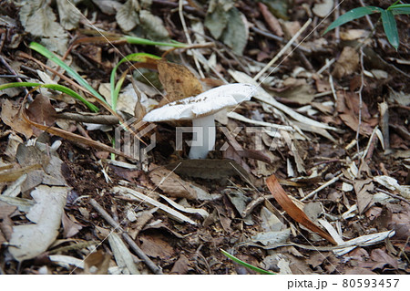 夏の白いキノコ 80593457