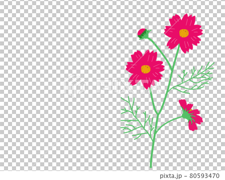 濃いピンクの秋桜1輪 80593470