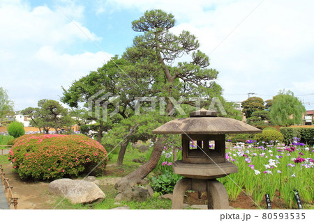 堀切菖蒲園 石灯篭と色とりどりの花菖蒲 堀切菖蒲園 石灯篭と色とりどりの花菖蒲 80593535
