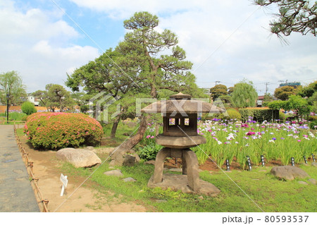 堀切菖蒲園　石灯篭と色とりどりの花菖蒲　　 80593537