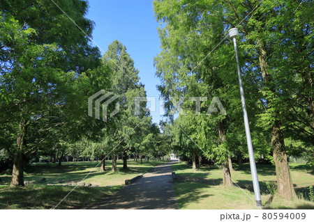 夏の公園 夏の公園 80594009