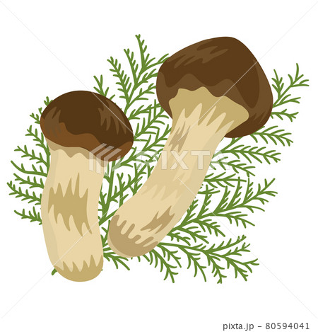 秋の味覚 松茸とヒバの葉のイラスト素材