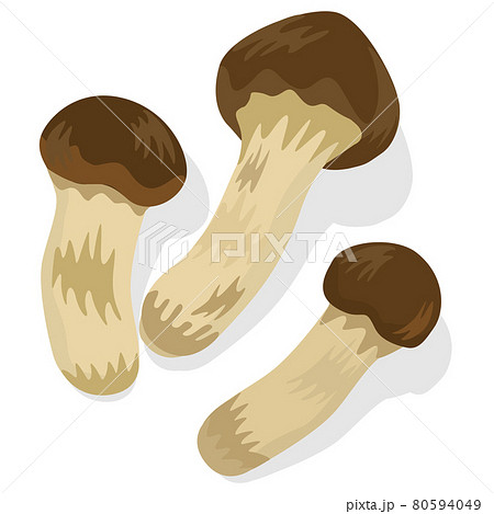 秋の味覚 松茸のイラスト素材