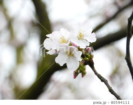 花 フラワー お花 80594111