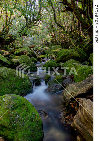 屋久島 静寂の森 屋久島 静寂の森 80594122