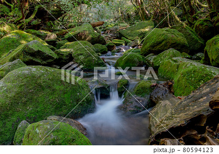 屋久島　静寂の森 80594123