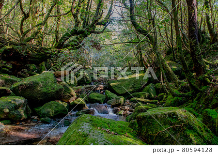屋久島　静寂の森 80594128