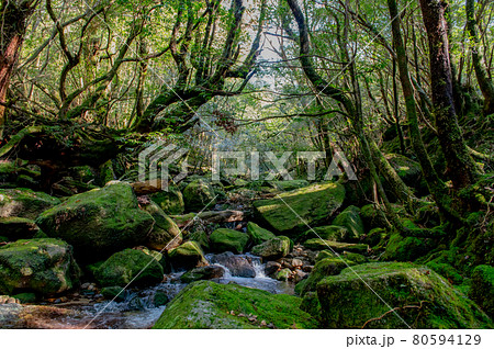 屋久島 静寂の森 屋久島 静寂の森 80594129