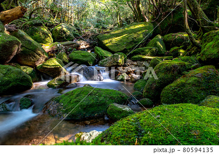 屋久島 静寂の森 屋久島 静寂の森 80594135