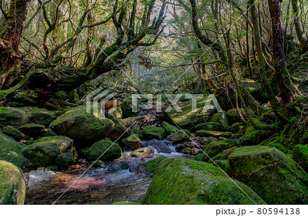 屋久島 静寂の森 屋久島 静寂の森 80594138