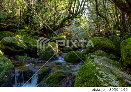 屋久島　静寂の森 80594146