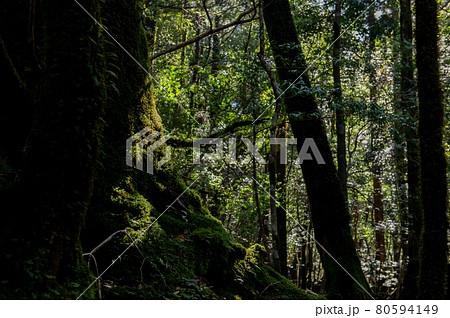 屋久島　静寂の森 80594149