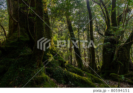屋久島 静寂の森 屋久島 静寂の森 80594151
