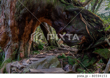 屋久島 静寂の森 屋久島 静寂の森 80594153